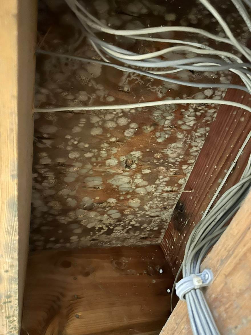 Mold covering the joists and subfloor from the hidden leak in Brooklyn, NY