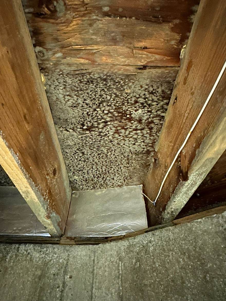 Thick mold growth along a wood floor beam above the basement in Brooklyn, NY
