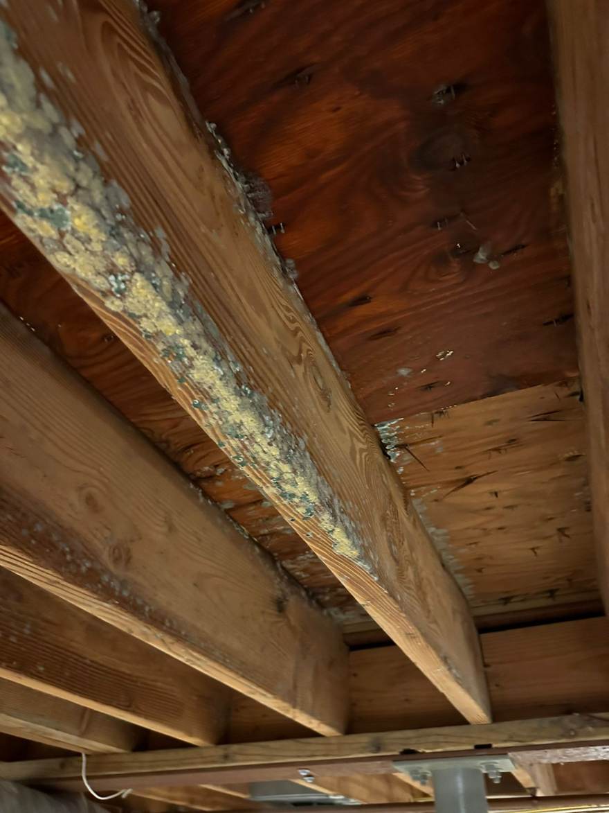 Extensive mold on the basement ceiling structure in Brooklyn, NY