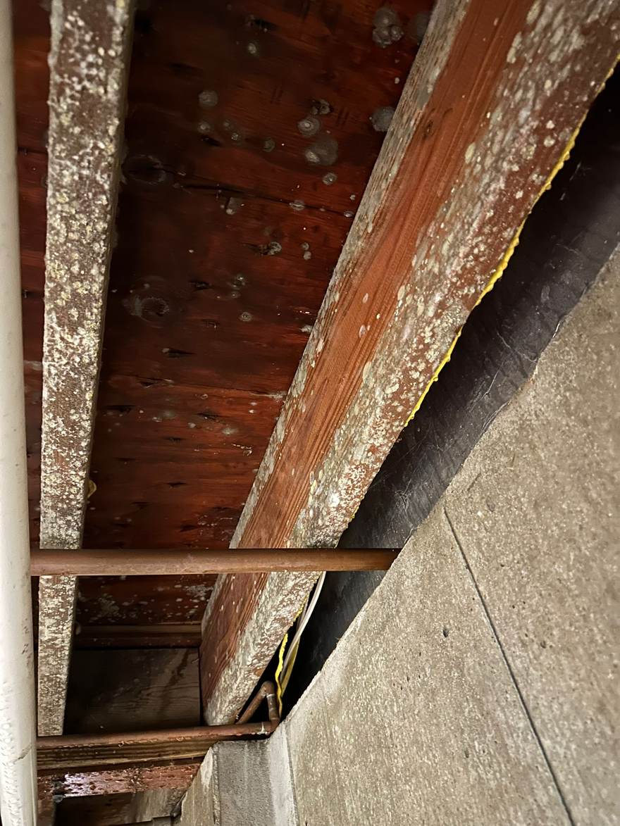 Heavy white and yellow mold covering the basement floor joists in Brooklyn, NY